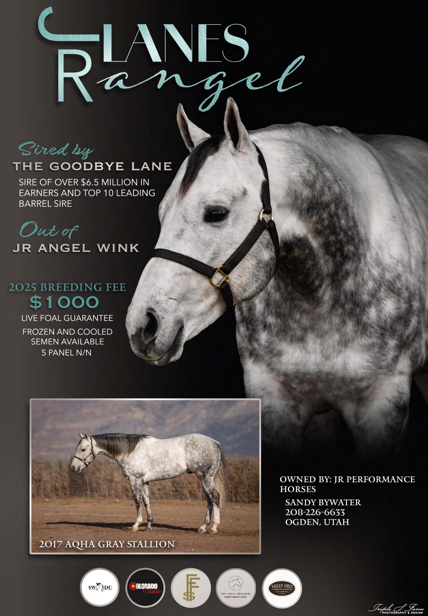 Standing At Stud | Mountain Point Equine Hospital